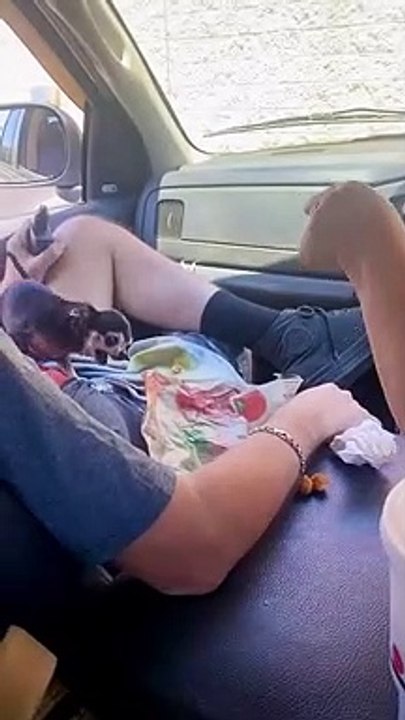 Funny video