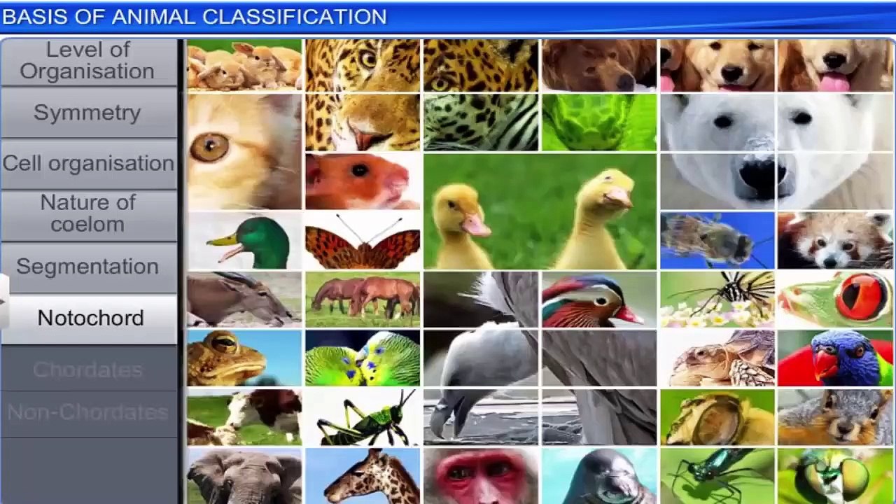 2. Non chordates  -1