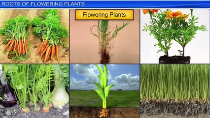 1. Roots of flowering plants