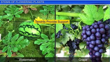 2. Stem of flowering plants