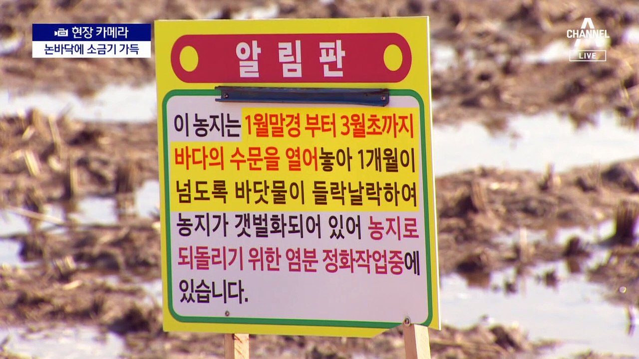 [현장 카메라]공사 중 “아차” 실수에, 바닷물에 절은 논