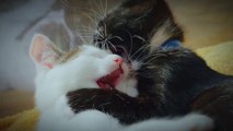 Funn Time Cute Cats and Dogs Kittens Meowing