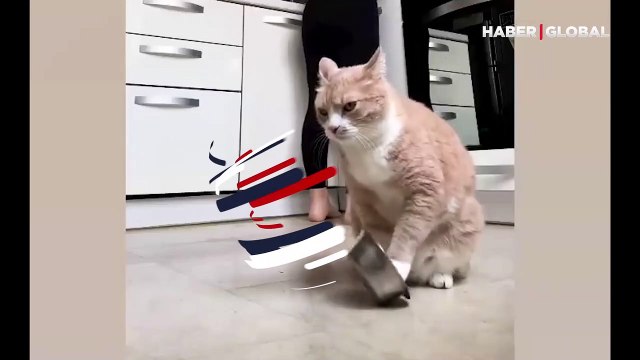 Acıkan kedinin ortalığı birbirine kattığı anlar izlenme rekoru kırdı