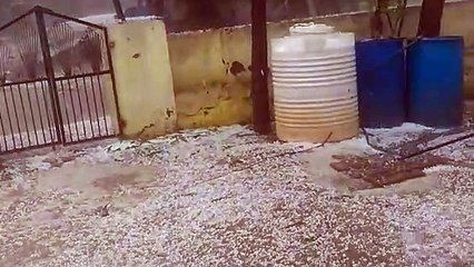 IMD Alert: ओलावृष्टि से खेतों में गेहूं की बालियां फूटकर बिखरी