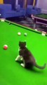 funny cat videos that make me laugh uncontrollably