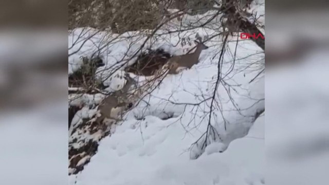 Bartın'da karaca ve ayılar görüntülendi