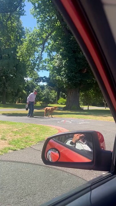 Dog Patiently Waits for Elderly Owner to Cross...