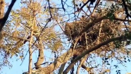 ワシの最も暗い日 - 狂ったように追いかけるライオンはワシを攻撃し、恐ろしい狩りから子供を救います