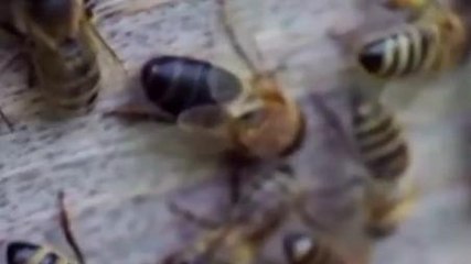 सुलतानपुर: मधुमक्खियों के झुंड ने बोला हमला, घायल किसान की इलाज दौरान हुई मौत....