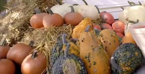 Sarah Off The Grid S02 E01