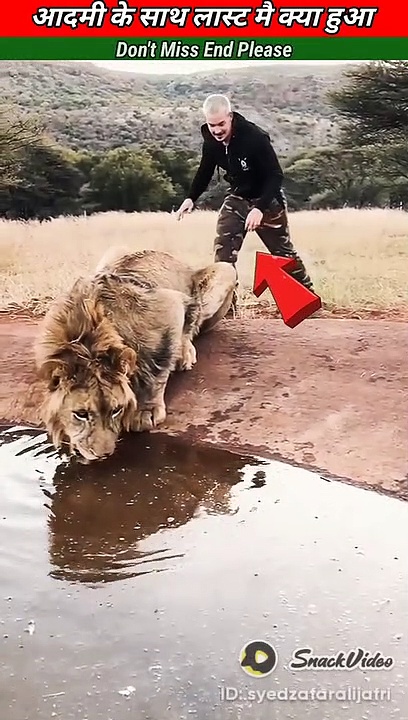 Lion Drinking water