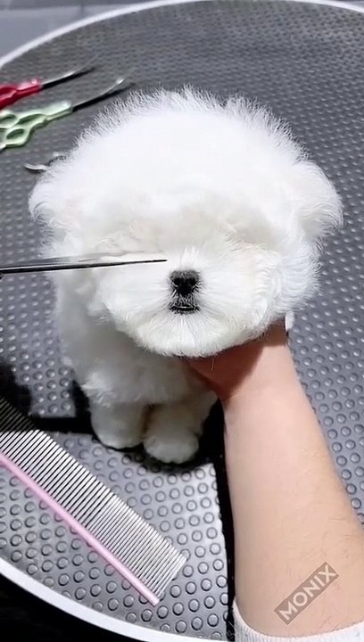 puppy 