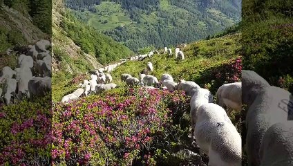 Oui Nathalie.... un jour ils pleureront, comme nous nous pleurons nos bêtes a...