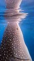 Diver Swims With a Peaceful Whale Shark