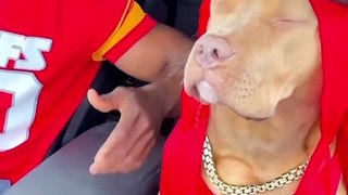 Comedy video dog dance video !  very funny video  !