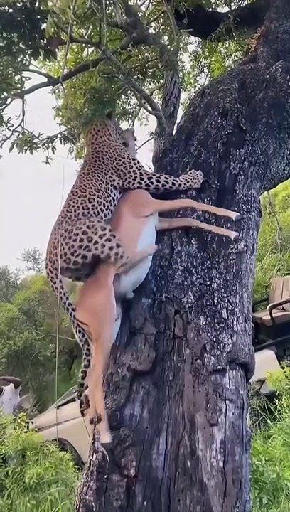 Leopard shows off - video Dailymotion