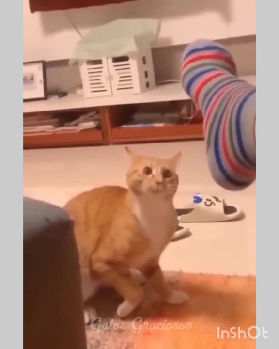 Funny cat