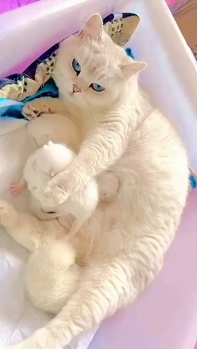 The kitty Marie | Cats Video
