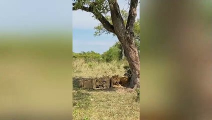 Smart lion outwits buffalo 