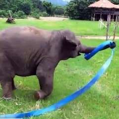 Happiest  You Will Ever See  Happy