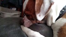 Sleeping Dog Eats on Pillow - Funny Animals Channel