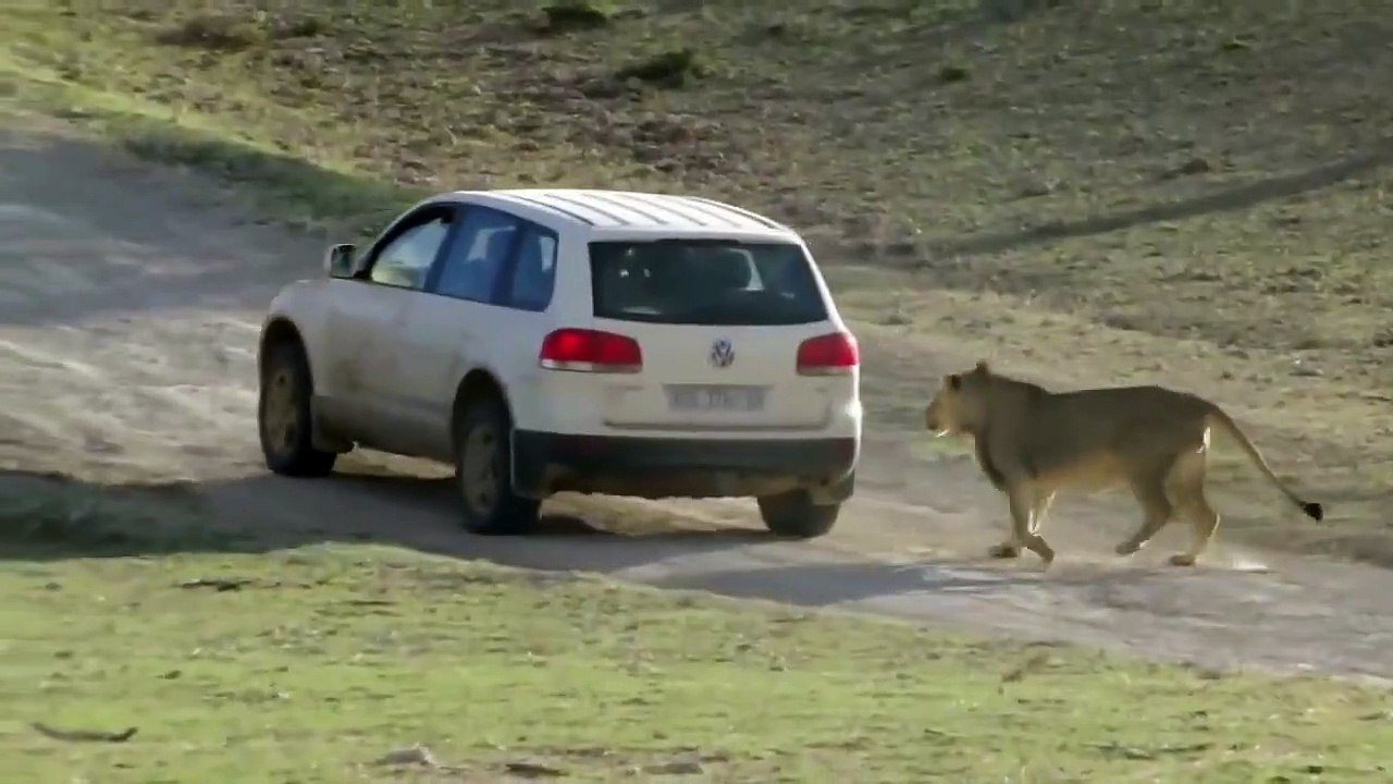 Funny Animal attacks on Humans   Lions Attack a Car