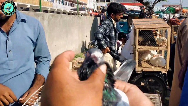 High Flyer Pigeon Market | Kabootar Mandi Kallar Syedan Rawalpindi | Kabootar Bazi | Pigeon Club Rawat !
