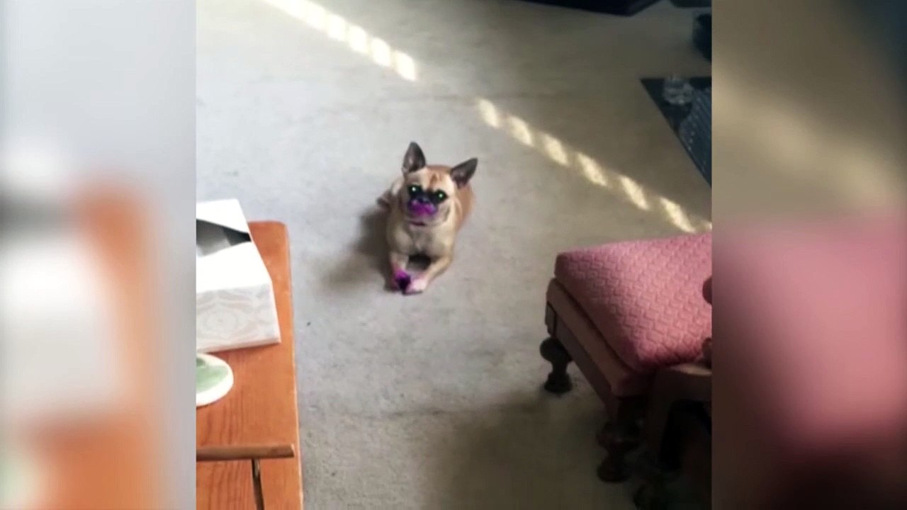 Small Dog Eats Lipstick Funny Animals Channel Vidéo Dailymotion