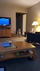 Snoozy Stevie Waking Up His Legs After Sleeping