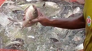 Amazing Net Fishing  Video