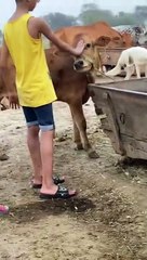 Cute cow baby
