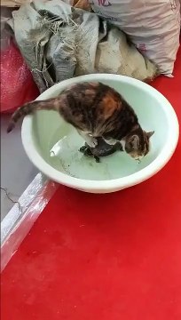 Ce chat assoiffé ne veut pas se mouiller les pattes
