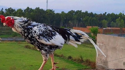 Aseel Murgha #aseel #aseelbreeding #aseellovers #pets #petslover