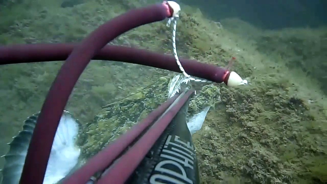 Frogfish Breaks Mans Speargun Band