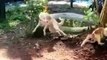 Cute Cats & Dogs  Lovly Fight  Ever Funny Kittns