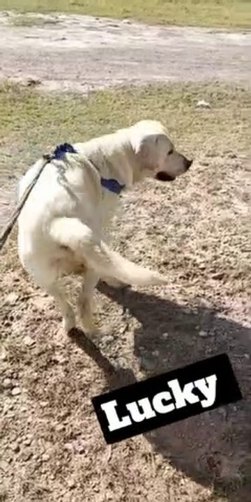 Beautiful Labrador Male #labrador #dog #petslover #labradorretriever