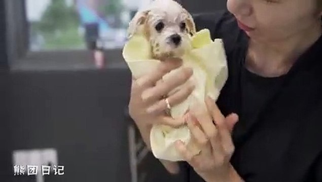 Beauti Full Baby Cats White Ever Funny Kittns