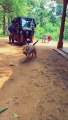Hilarious video of a Dog Riding a tricycle ( wheelin and dealin )
