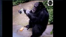 Chimpanzee Mimics Keeper by Washing Hands and Attempting to Put Mask on in Southern China