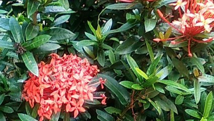 Nature flowers  #flower #best