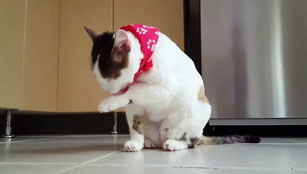 funny cat video