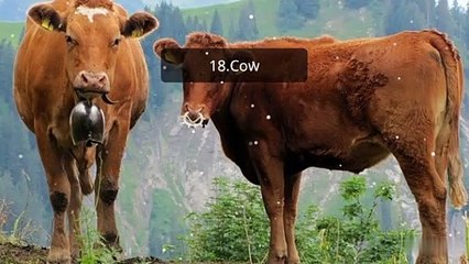 Most Popular Animals on Google Search