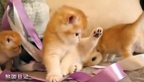 Funny Cats & Dog Fails: Hilarious Moments of Dogs Caught on Camera | Ever Funny Kittns