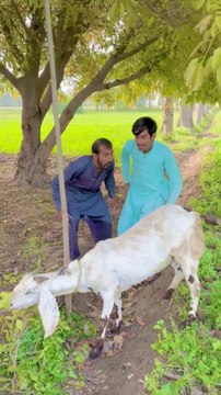 Bakri chor aor numbardar | Banana Pranks| banana prank | comedy videos 2023 | funny videos 2023 | funny clips| funny scene | comedy movies 2023 | funny movies | funny movies 2023 | latest movie| latest movie Hindi dubbed | hindi dubbed new movies |