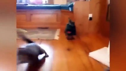 Télécharger la video: Best Funny Dogs And Cats Videos -- - Funniest Animals Videos 2023-- Funniest Animals Video - Best Cats and Dogs - Funny Cats and Crazy Dogs Videos 2023! shorts