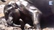 Watch Video Reveals Elephant Having a Gala Time Splashing in a Pool