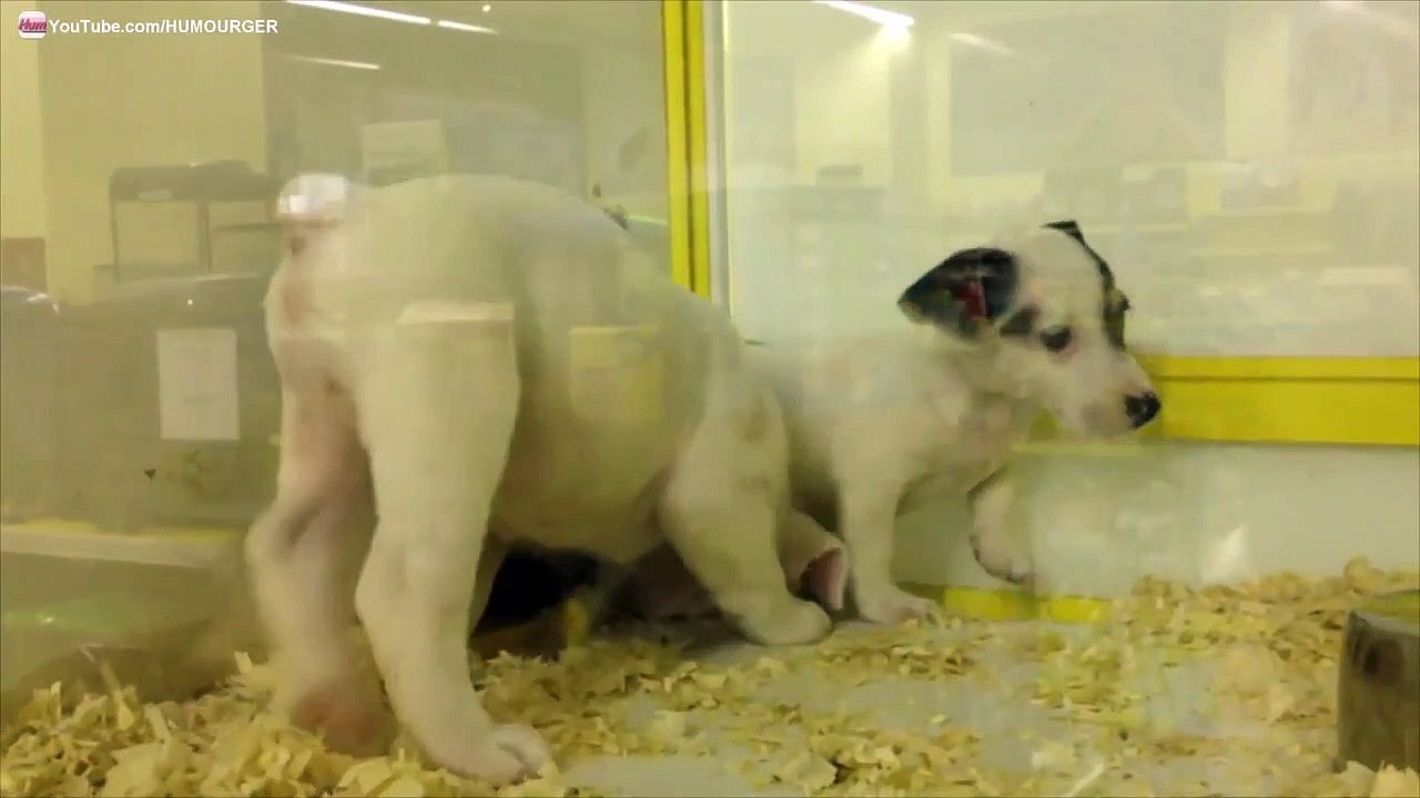 Bébé Bulldog anglais blanc drôle