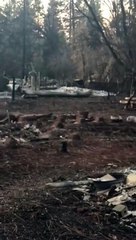 Elle retrouve son chat un mois après les incendies de Camp Fire (Californie)