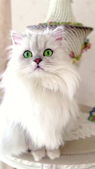 cute