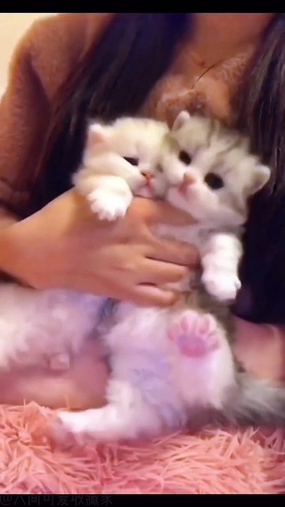 cat lovers